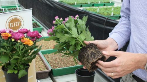 How The Wrong Substrate Can Increase Potential For Root Problems