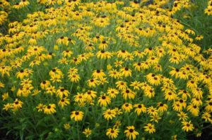 Rudbeckia × ‘American Gold Rush’ (Intrinsic Perennial Gardens)