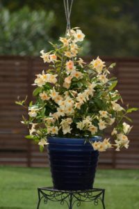 'Sun Parasol Apricot' From Suntory