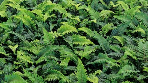 Allan Armitage: Plants I Am Finally Seeing More Of (About Time!)