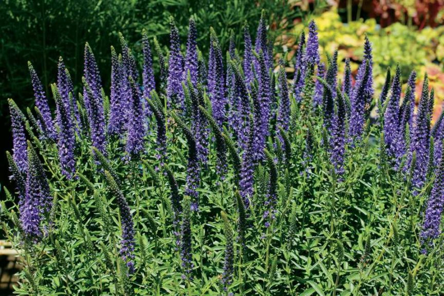 Veronica ‘Venture Blue’ (Terra Nova Nurseries)