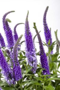 Veronica ‘Vernique Shining Seas’ (Green Fuse Botanicals)