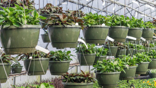 Research Sheds Light on How to Manage Plant Stress With High-Tech Imagery