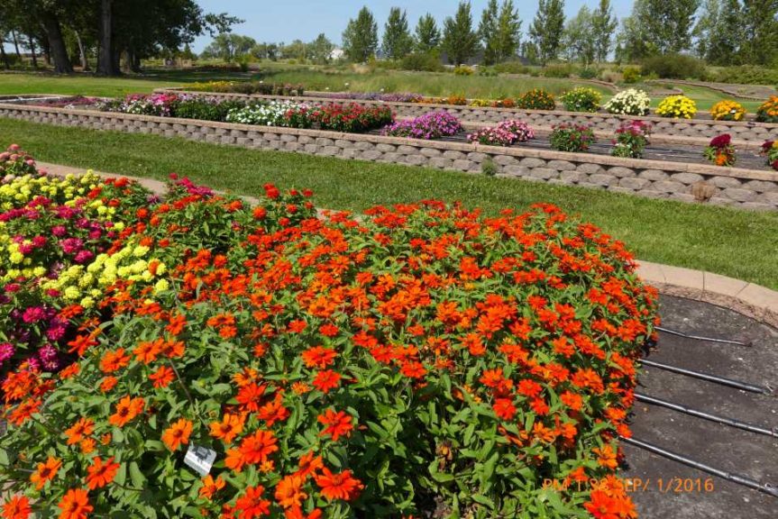 2016 North Dakota State University Field Trials Results