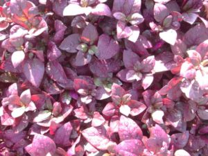 2016 North Carolina State University Field Trials Results