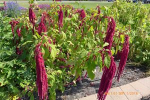 2016 North Dakota State University Field Trials Results