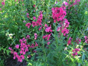 2016 Louisiana State University Field Trials
