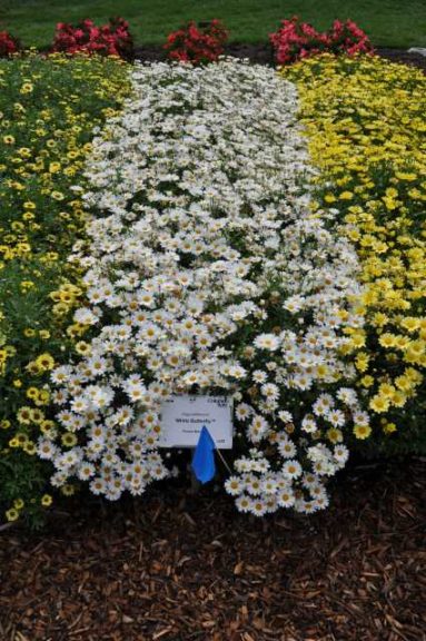 2016 Colorado State University Field Trials 