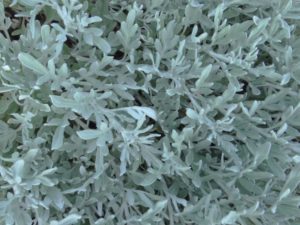2016 North Carolina State University Field Trials Results