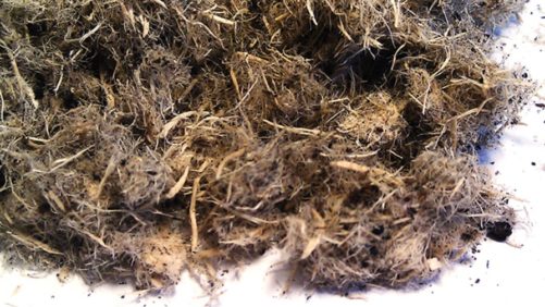 Forest Gold Wood Fiber Product Set to Go Big — Really Big