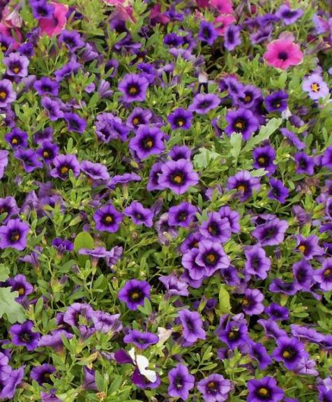 Calibrachoa 'Superbells Grape Punch'