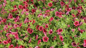 Cornell University 2016 Field Trial Results