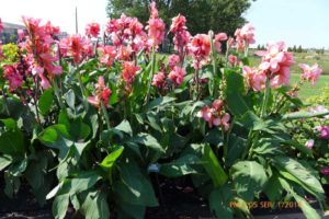 2016 North Dakota State University Field Trials Results