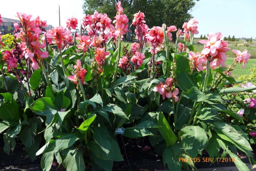 2016 North Dakota State University Field Trials Results