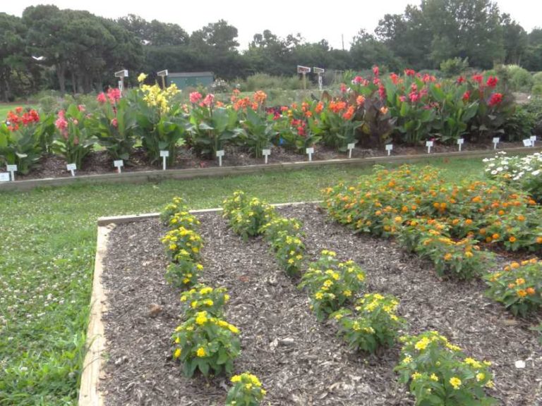 2016 North Carolina State University Field Trials Results