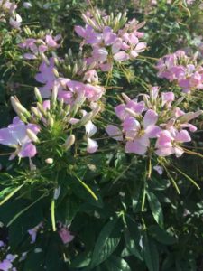 2016 Louisiana State University Field Trials