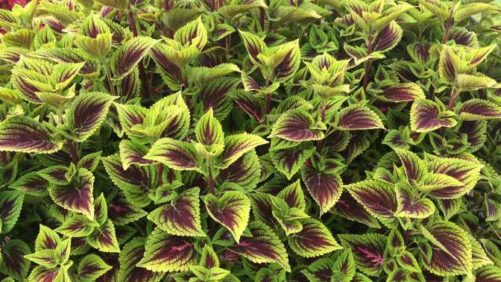 2016 Louisiana State University Field Trials Results