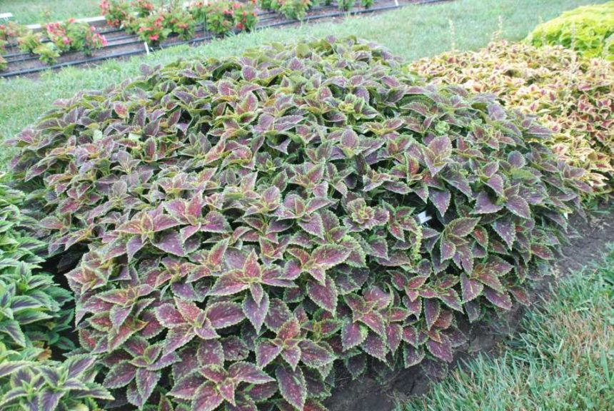 2016 Kansas State University Field Trials