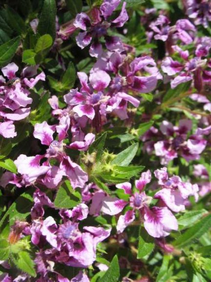 2016 Missouri Botanical Garden Field Trials