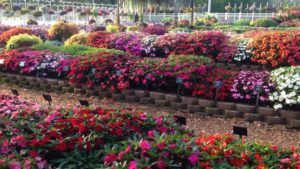 2016 Mast Young Plants Field Trials Results
