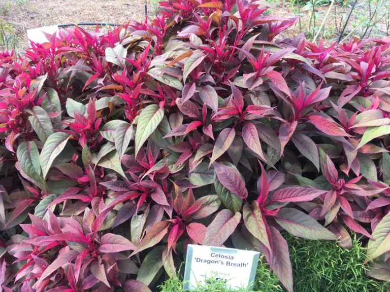 2016 Louisiana State University Field Trials