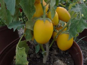 2016 North Carolina State University Field Trials Results