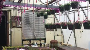 How Supplemental Lighting Can Improve Crop Production