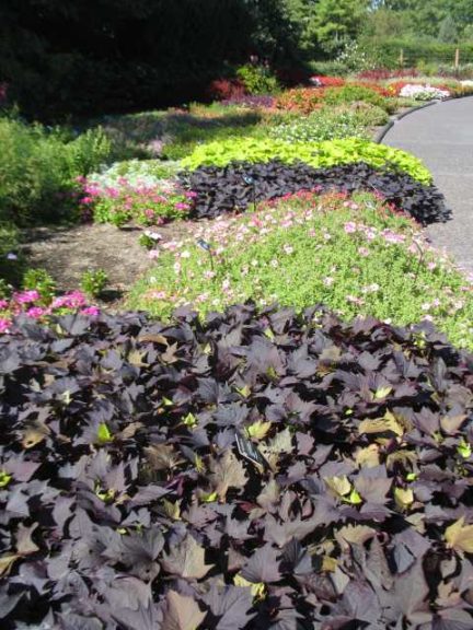 2016 Missouri Botanical Garden Field Trials