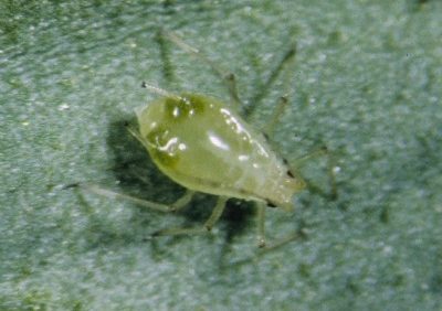 How Greenhouse Growers Can Manage The Foxglove Aphid