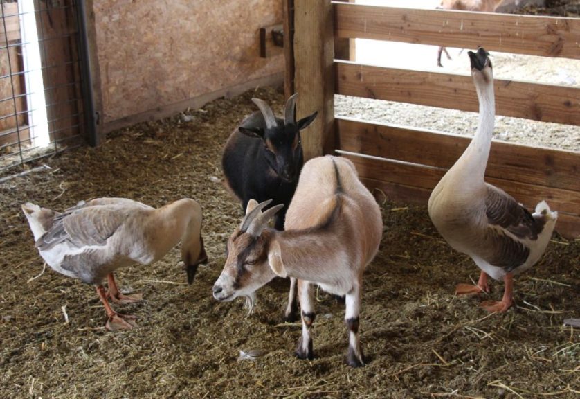 The endless appeal of animals