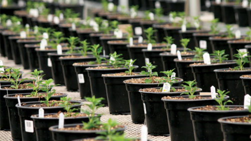 How The Sustainability Movement Impacts Growing Media