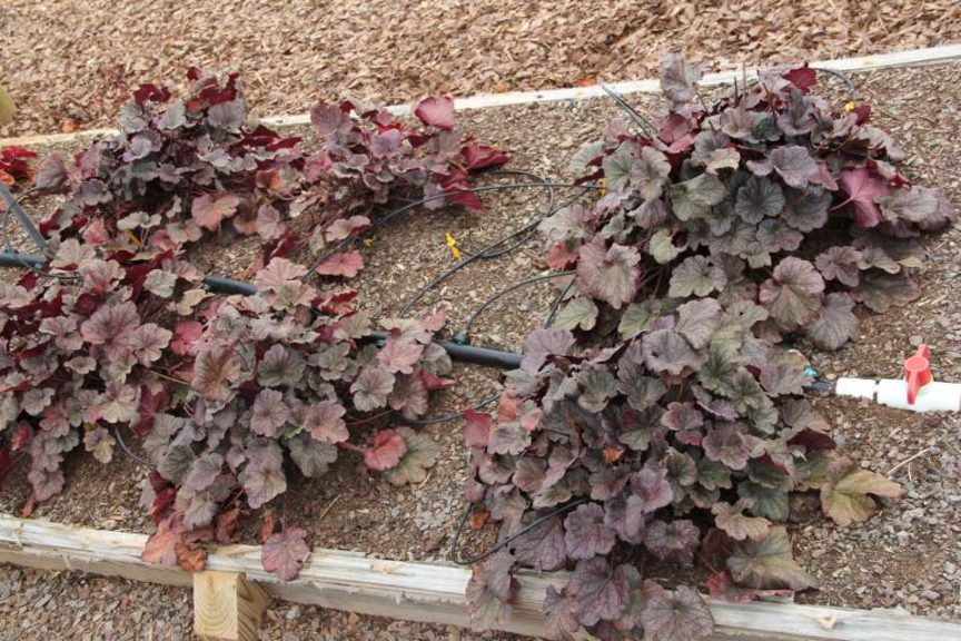 Heuchera 'Grape Expectations'