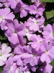 2016 Missouri Botanical Garden Field Trials
