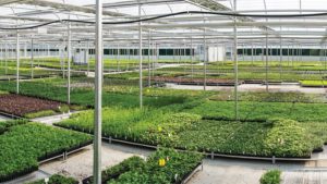 How Greenhouse Technology At North Creek Nurseries Expedites Lean Flow Production
