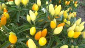 2017 University of Tennessee Field Trials Results