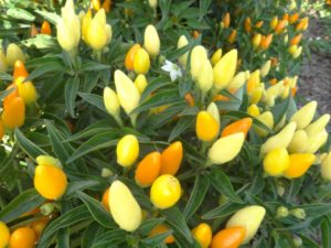 2016 North Carolina State University Field Trials Results