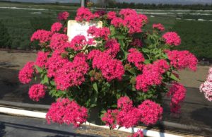 2016 Mast Young Plants Field Trials Results
