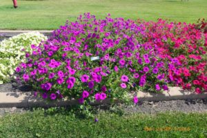 2016 North Dakota State University Field Trials Results