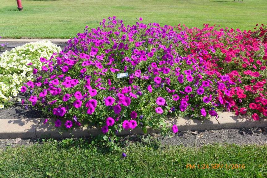 2016 North Dakota State University Field Trials Results