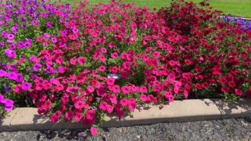 2016 North Dakota State University Field Trials Results