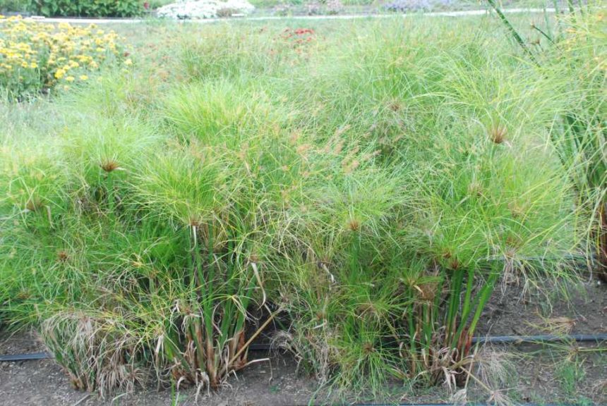 2016 Kansas State University Field Trials