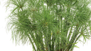 Growing Tips For ‘Prince Tut’ Cyperus Grass