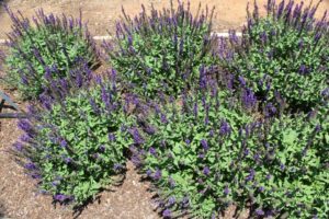 Salvia 'Bordeau'