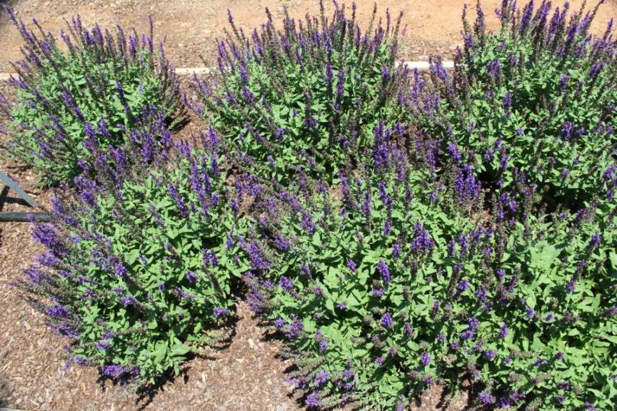 Salvia 'Bordeau'