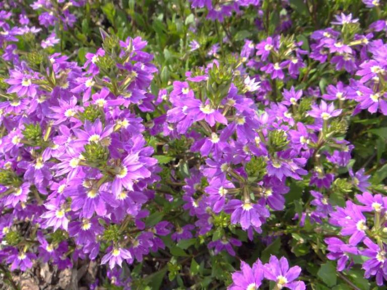 2016 North Carolina State University Field Trials Results