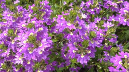 2016 North Carolina State University Field Trials Results