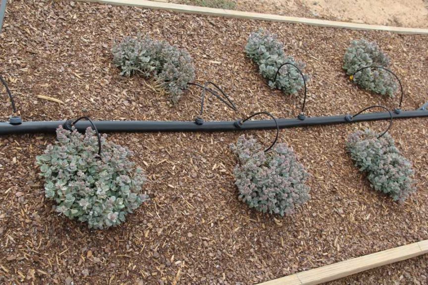 Sedum 'Blue Elf'