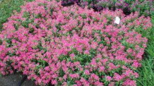 Kansas State University 2016 Field Trials Results