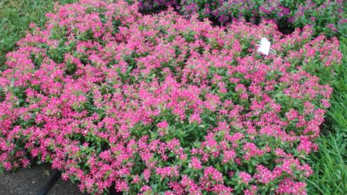 Kansas State University 2016 Field Trials Results