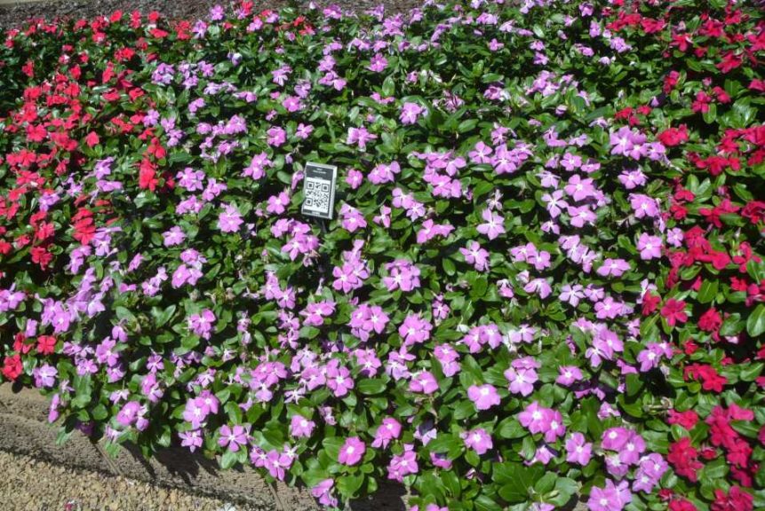 2016 Metrolina Greenhouses Field Trials